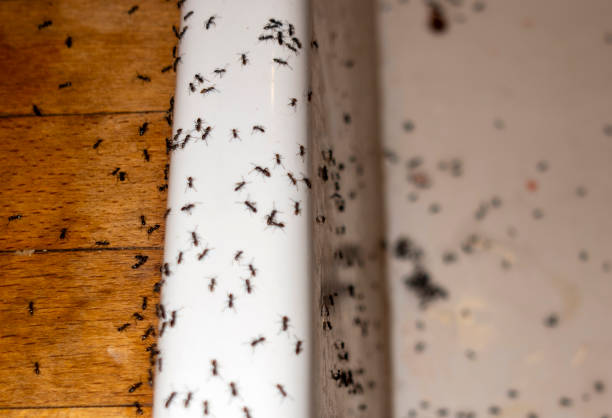 Pest Control for Restaurants in Madison Lake, MN
