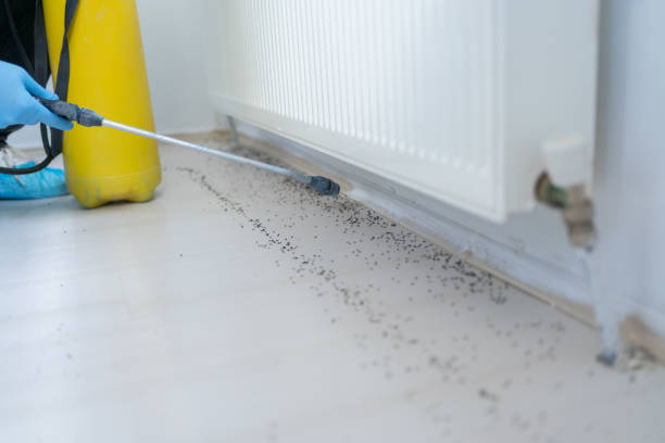 Best Termite Control Services  in Madison Lake, MN
