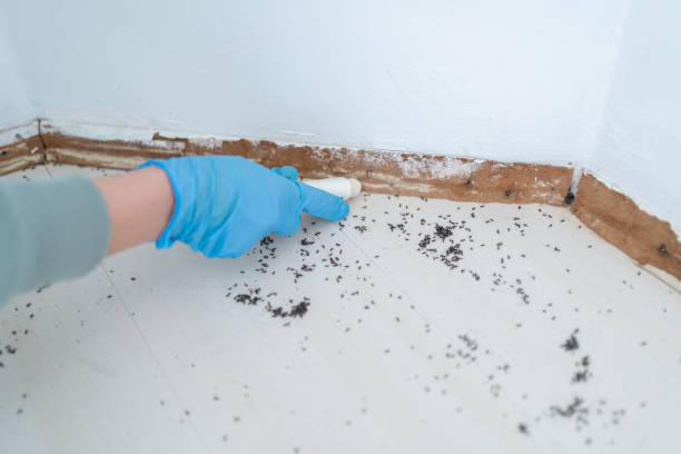 Trusted Madison Lake, MN Pest Control Experts